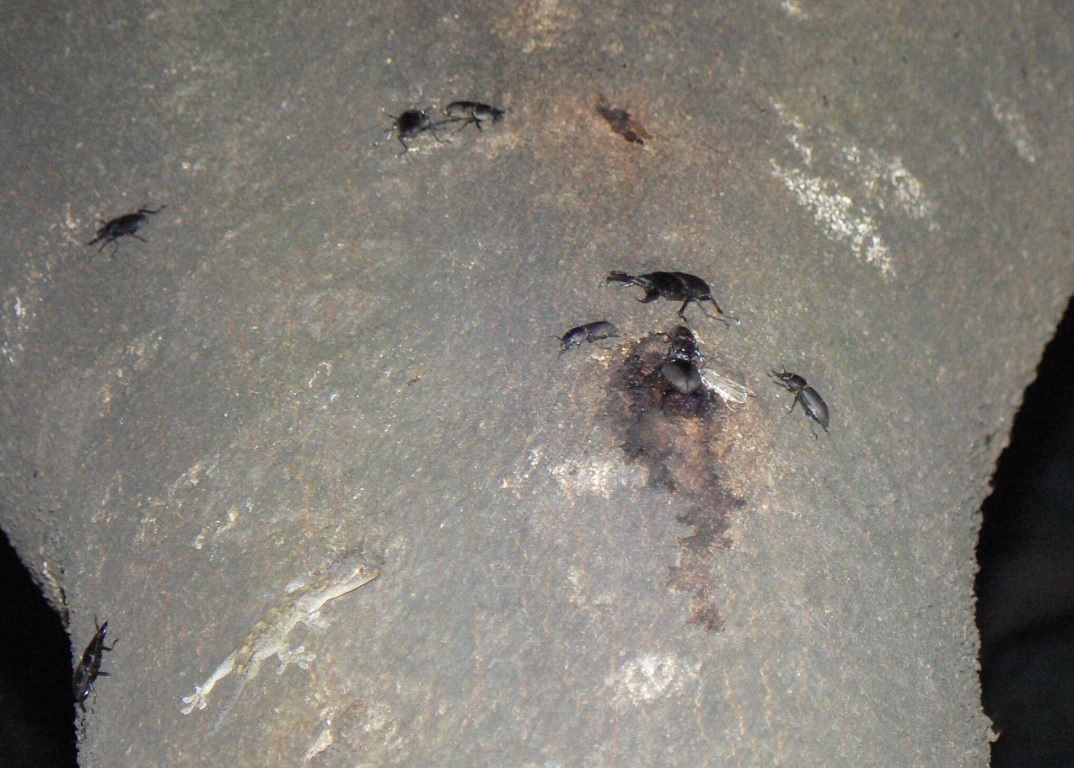 シラカシ_コクワガタ 9匹とヤモリ_200918ー19-05